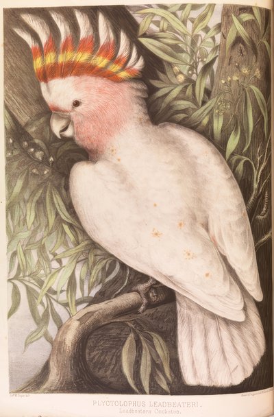 Inka-Kakadu, Plyctolophus leadbeateri alkotó: James Whitley Sayer