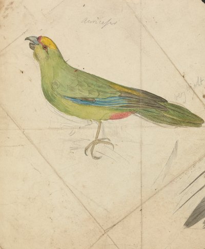 Papagáj alkotó: James de Carle Sowerby