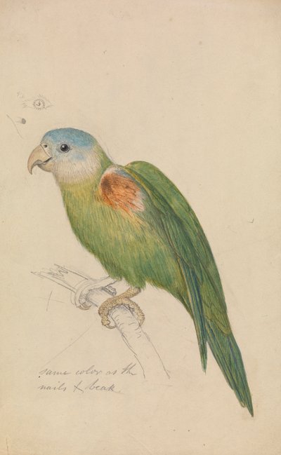 Papagáj alkotó: James de Carle Sowerby