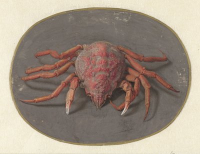 Rák Állatok (sorozat címe) alkotó: Jan Augustin van der Goes