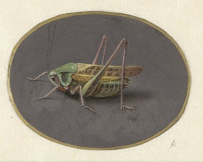 Szöcske Állatok (sorozat címe) alkotó: Jan Augustin van der Goes