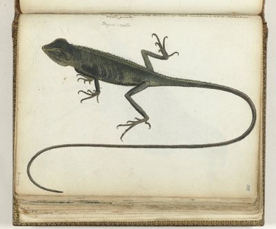 Boomhagedis alkotó: Jan Brandes