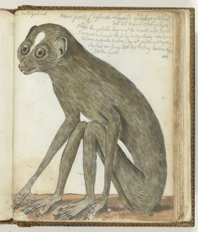 Ceylone Sloth alkotó: Jan Brandes