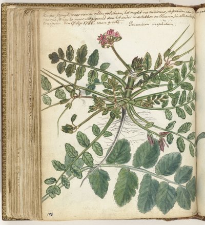 Cape réti gyógynövény alkotó: Jan Brandes