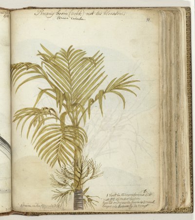 Pinangboom alkotó: Jan Brandes