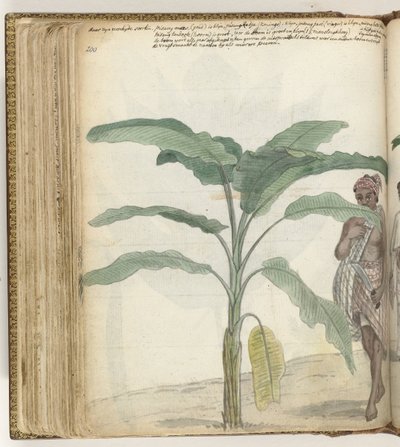 Banánfa alkotó: Jan Brandes