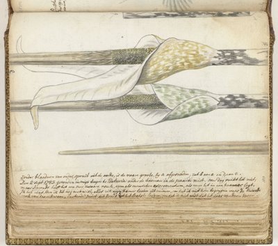 Illatos gyógynövény alkotó: Jan Brandes