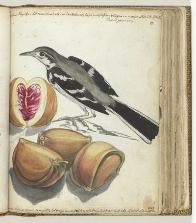 Wagtail gyümölcsökkel alkotó: Jan Brandes