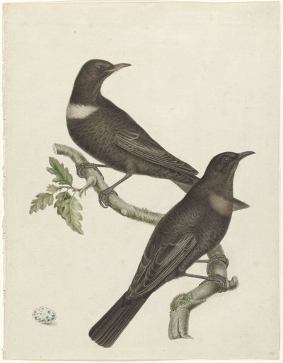 Két gyűrűs rigó (Purdus torquatus) egy tojással alkotó: Jan Christiaan Sepp (possibly)