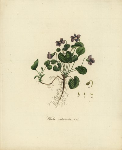 Édes ibolya vagy angol ibolya, Viola odorata alkotó: Jan Christiaen Sepp