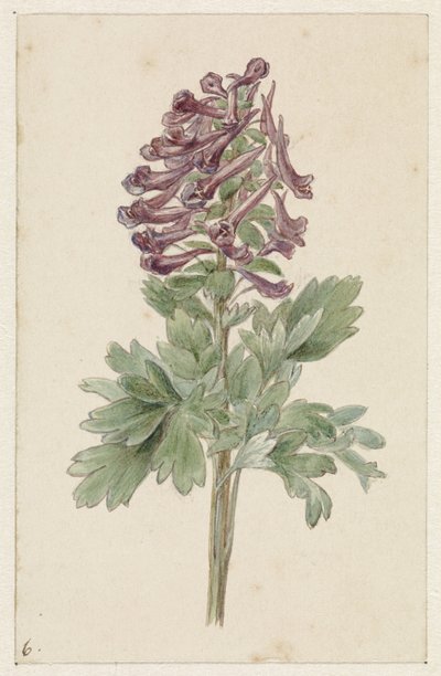 Virágzó Corydalis bulbosa alkotó: Jan Jacob Goteling Vinnis