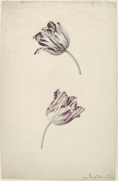 Két piros-fehér tulipán alkotó: Jan Jansz. van der Vinne