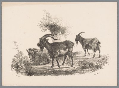 Két kecske és egy birka egy fa mellett Beesten Studien J. Kobell Paul Potter nyomán Nr. 1 (sorozat címe) alkotó: Jan Kobell (III)