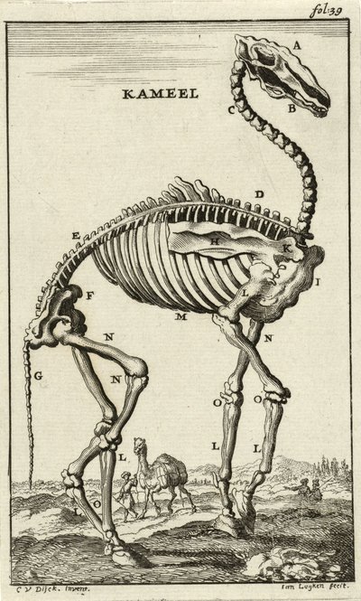 Egy teve csontváza, c. 1680-as évek alkotó: Jan Luyken