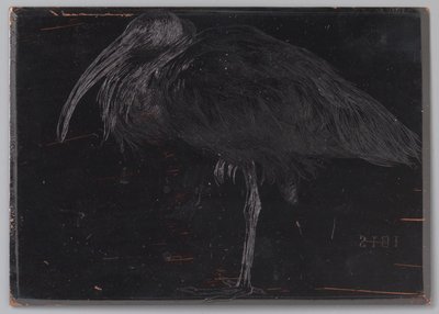 Ibis (eredeti cím a tárgyon) alkotó: Jan Veth