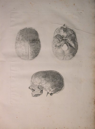 Albinus II, Pl. III, Koponyacsont, illusztráció a „Tables of human bones”-ból, Bernhard Siegfried Albinus (1697-1770), kiadó: J.undH. Verbeek, bibliop. 1753, Leiden, 1753 alkotó: Jan Wandelaar