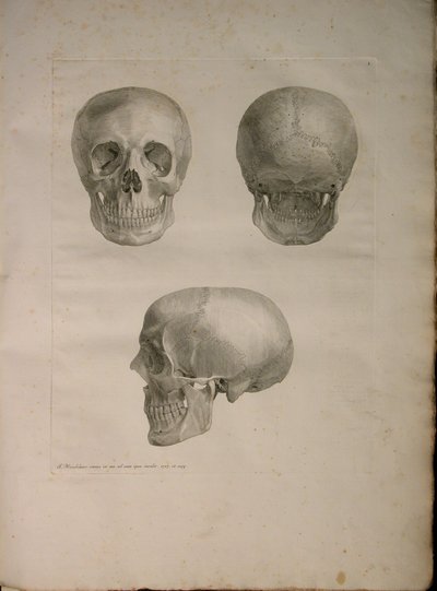 Albinus II, Pl. I, illusztráció Bernhard Siegfried Albinus (1697-1770) "Tabulae ossium humanorum" című művéből, 1729, kiadta: J.undH. Verbeek, bibliop. 1753, Leiden alkotó: Jan Wandelaar