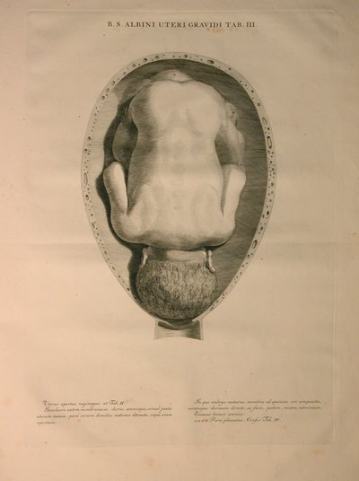 Albinus, Uterus, Pl. III, illusztráció az „Emberi csontok táblázataiból”, Bernhard Siegfried Albinus (1697-1770), kiadó: J.undH. Verbeek, bibliop., Leiden, 1748 alkotó: Jan Wandelaar