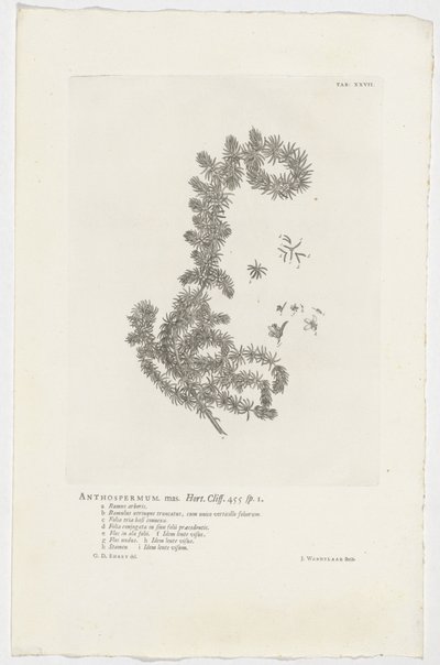 Anthospermum aethiopicum Anthospermum hím. Kert. Szikla. 455 sp. 1 (cím az objektumon) alkotó: Jan Wandelaar