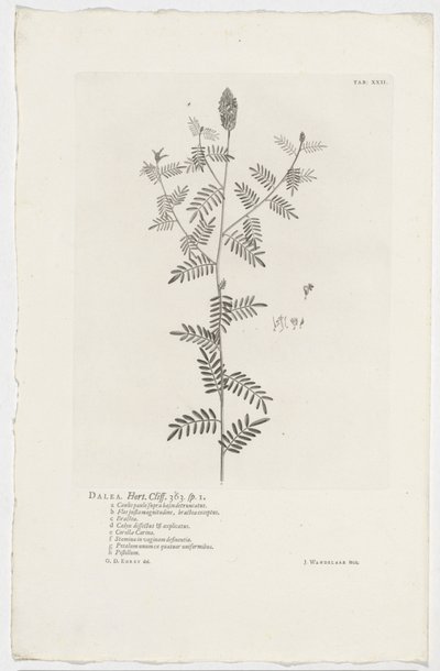 Dalea alopecuroides Dalea. Hort. Szikla. 363. sp. 1 (cím az objektumon) alkotó: Jan Wandelaar