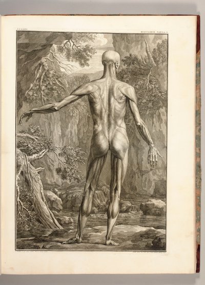 A hát izomcsoportjait ábrázoló metszet, 1747 alkotó: Jan Wandelaar
