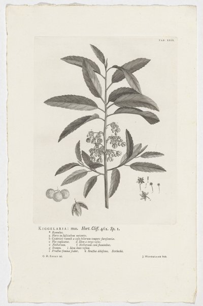 Kiggelaria africana Kiggelaria: mas. Hort. Szikla. 462. sp. 1 (cím az objektumon) alkotó: Jan Wandelaar