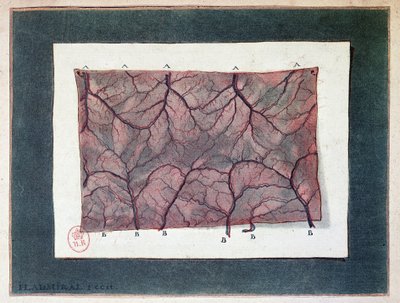 A bélhártya idege, Ladmiral alkotó: Jan or Joannes Ladmiral