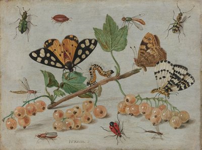 Rovarok és gyümölcsök Egy szál fehér ribizli rovarokkal alkotó: Jan van Kessel (I)