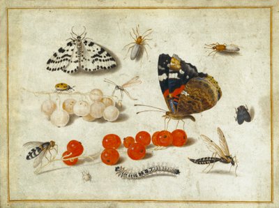 Pillangó, hernyó, lepke, rovarok és ribizli, 1650-65 körül (guache és tinta pergamen) alkotó: Jan van Kessel the Elder