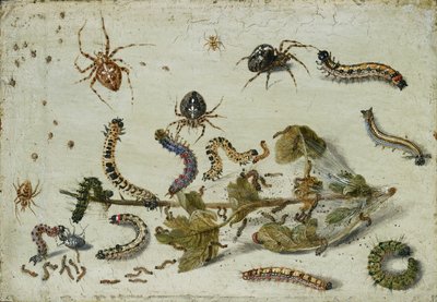 Különféle pókok és hernyók, egy egres ággal, az 1650-es évek eleje alkotó: Jan van Kessel