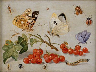 Csendélet piros ribizli, lepkék, bogarak, hernyók és rovarok ágával (olaj, réz) alkotó: Jan van Kessel the Elder