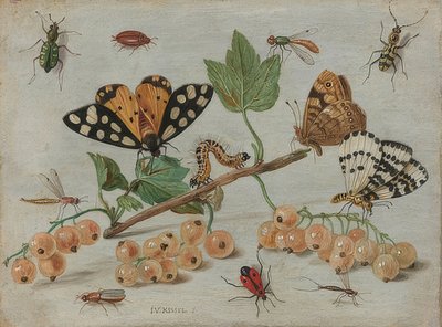 Rovarok és gyümölcsök. 1660-65 körül alkotó: Jan van Kessel the Elder