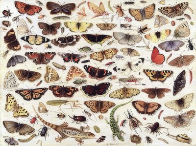 Pillangók és más rovarok tanulmányozása. 1657 alkotó: Jan van Kessel the Elder