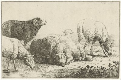 Juh Állatok (sorozat címe) Zoographiam (sorozat címe) alkotó: Jan van den Hecke