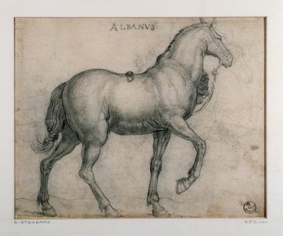 Tanulmány lóhoz Giovanni Stradano (Jan van der Straet) rajza (1523-1605) Firenze, Nyomtatási és Rajzok Tanszék, Uffizi (Irodák) alkotó: Jan van der Straet
