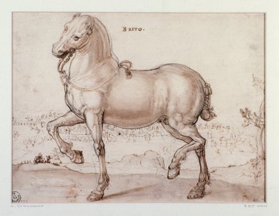 Tanulmány lóhoz Giovanni Stradano (Jan van der Straet) rajza (1523-1605) Firenze, Nyomtatási és Rajzok Tanszék, Uffizi (Irodák) alkotó: Jan van der Straet