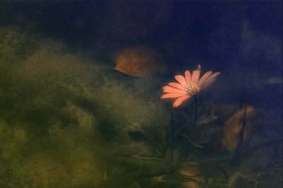  alkotó: Jan van der Linden