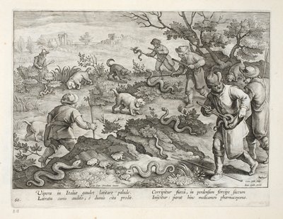 Varangyokat evő olasz viperák, 60. tábla, illusztráció a „Venationes, Ferarum, Avium, Piscium” (Vadászatról: Vadállatok, madarak, halak) könyvéből, vésette: Jan Collaert (1566-1628), kocsma. írta: Phillipus Gallaeus, alkotó: Jan van der Straet