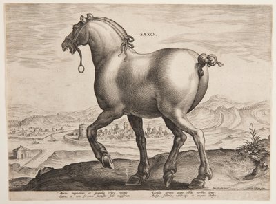 Egy szász ló, az "Equile Joannis Austriaci" első sorozatából alkotó: Jan van der Straet, called Stradanus