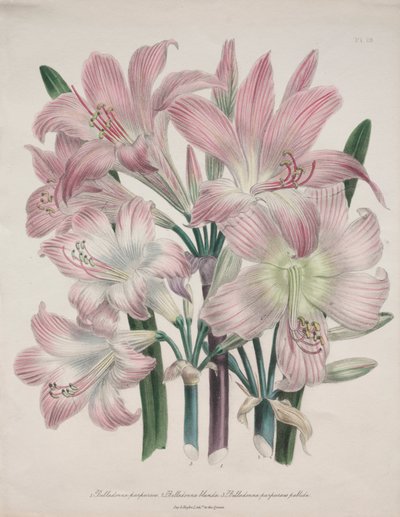 Belladonna Lily: Amaryllis belladonna alkotó: Jane Loudon