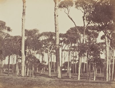 Kőfenyő liget, Villa Pamfili Doria, Róma alkotó: Jane Martha St. John