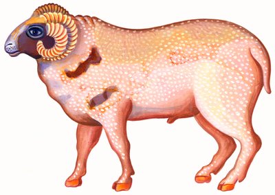 Kos, a kos, 1996, (tinta és gouache) alkotó: Jane Tattersfield