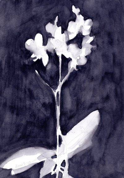 Orchidea impresszió sötétkék szürkében, 2019 körül (akvarell, papír) alkotó: Janel Bragg