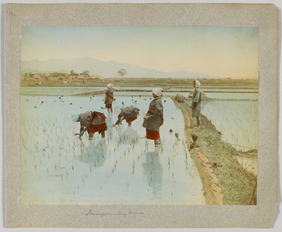 Rizs átültetése, Japán (kézzel színezett fekete-fehér fotó) alkotó: Japanese Photographer