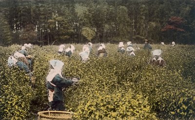 Nők teát szedegető férfi felvigyázóval, 1890-es évek. alkotó: Japanese Photographer