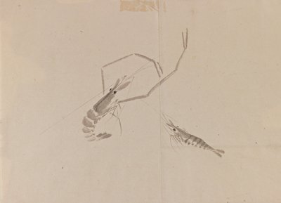 Két rák rajza (tintával papírra) alkotó: Japanese School