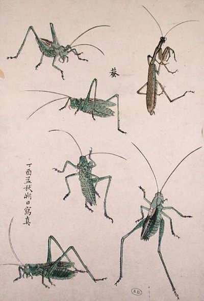 Szöcskék (színes fatömbnyomat) alkotó: Japanese School