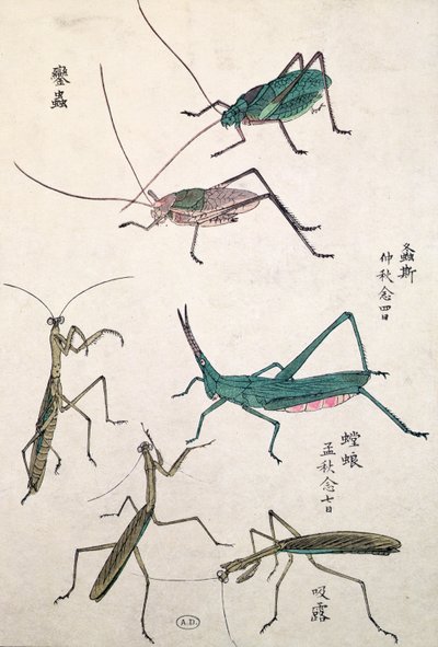 Szöcskék és sáskák (színes fatömbnyomat) alkotó: Japanese School
