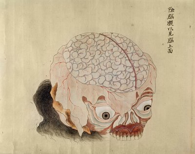 Az agy anatómiája egy 1796-os kínzás áldozatának boncolása alapján, egy midori orvos makimonójából, 1842 (toll, tinta és WC papíron) alkotó: Japanese School