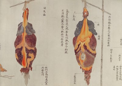 A tüdő egy 1796-os kínzás áldozatának boncolásakor, egy midori orvos makimonójából, 1842 (toll, tinta és WC papíron) alkotó: Japanese School